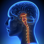 DBR-AT picture of brainstem and head-body relationship.