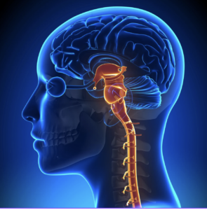 DBR-AT picture of brainstem and head-body relationship.
